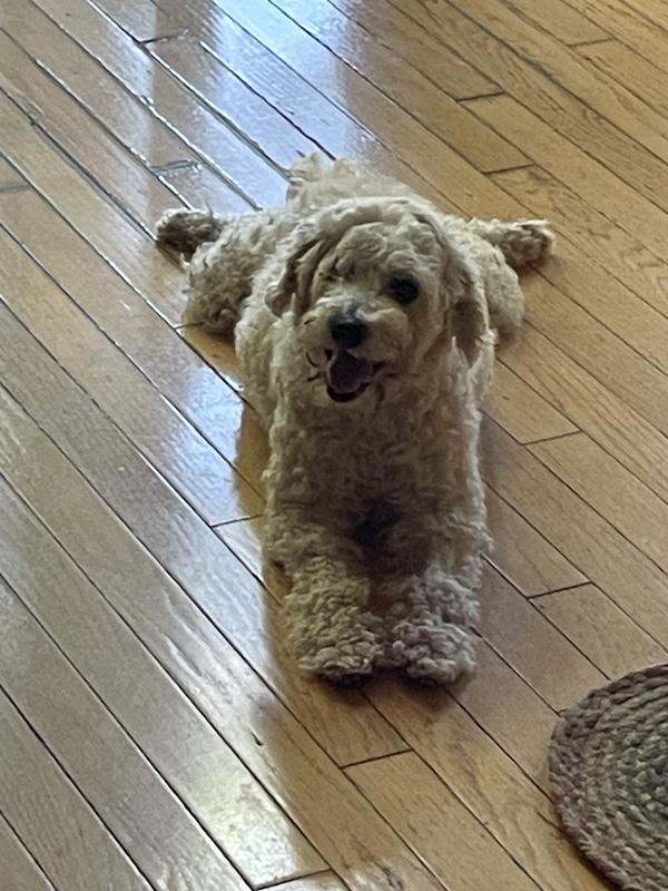 Enlarge Kevin, a Adopted Poodle (Toy) in Santa Cruz, CA image 1/5