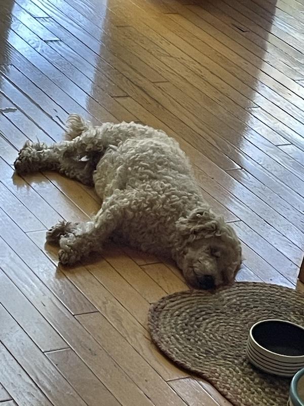 Enlarge Kevin, a Adopted Poodle (Toy) in Santa Cruz, CA image 5/5