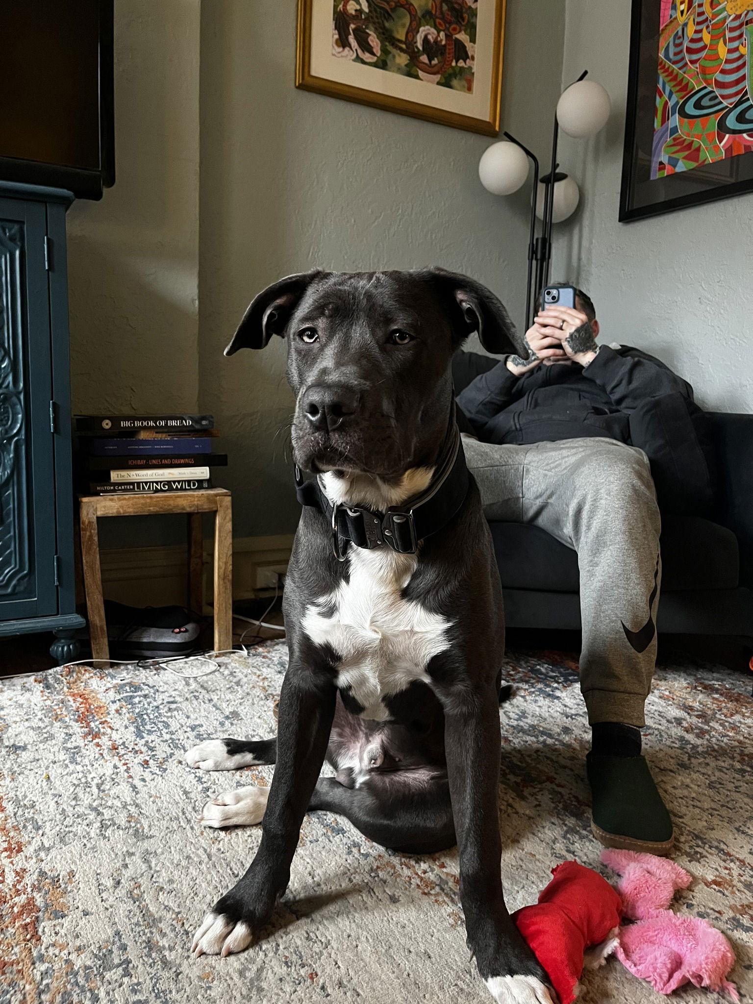 Buddy-Fenik, Adoptable, Adult Male Terrier.