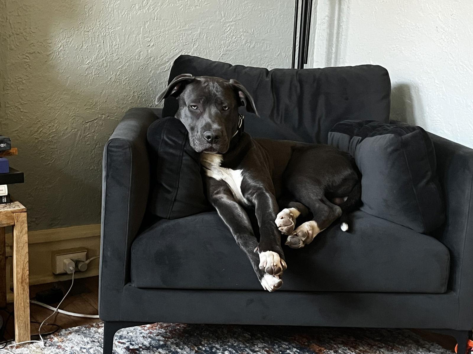 Enlarge Buddy-Fenik, a Adoptable Terrier in St. Louis, MO image 2/2