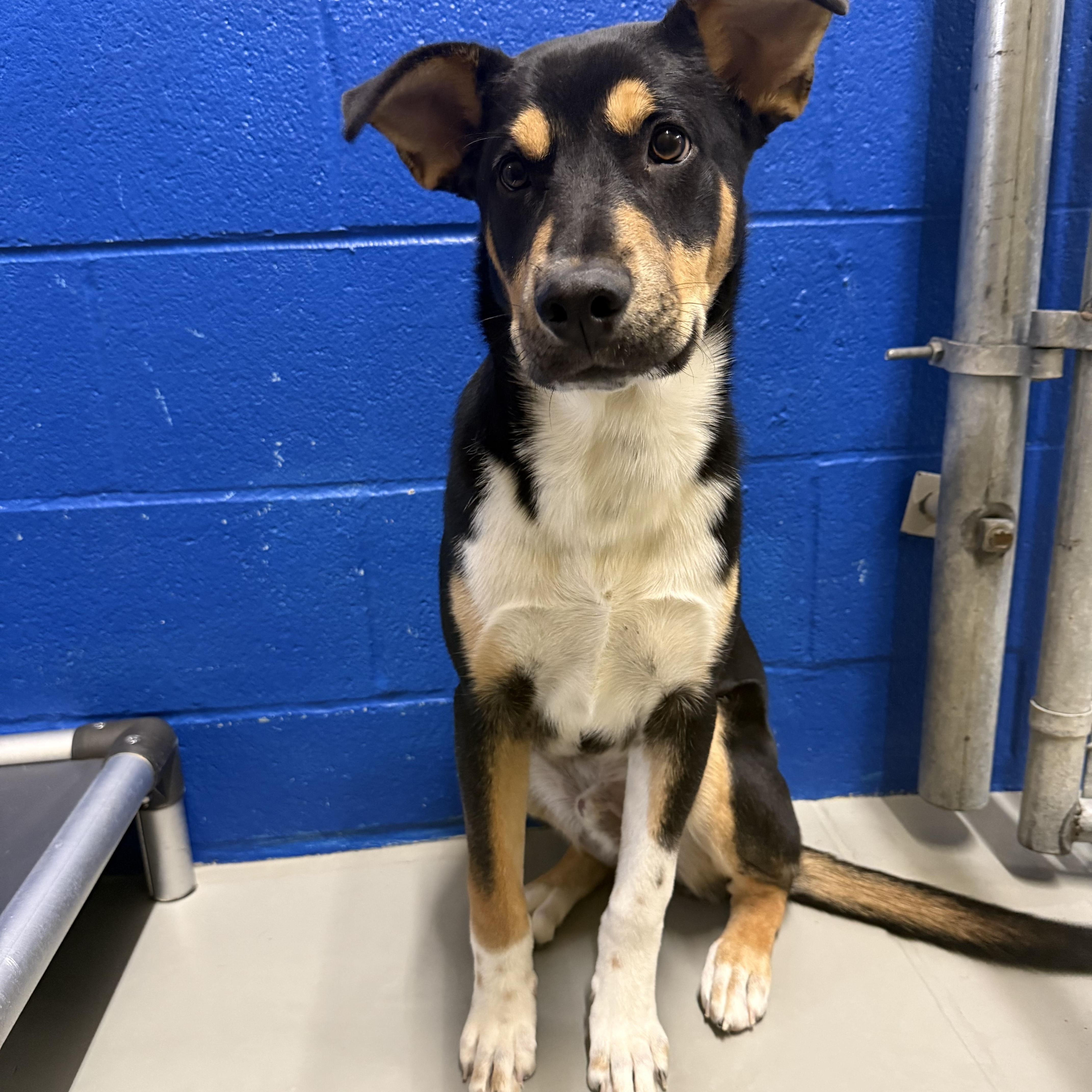 Tiktok, a Adoptable mixed breed in Hughesville, MD image 1/3