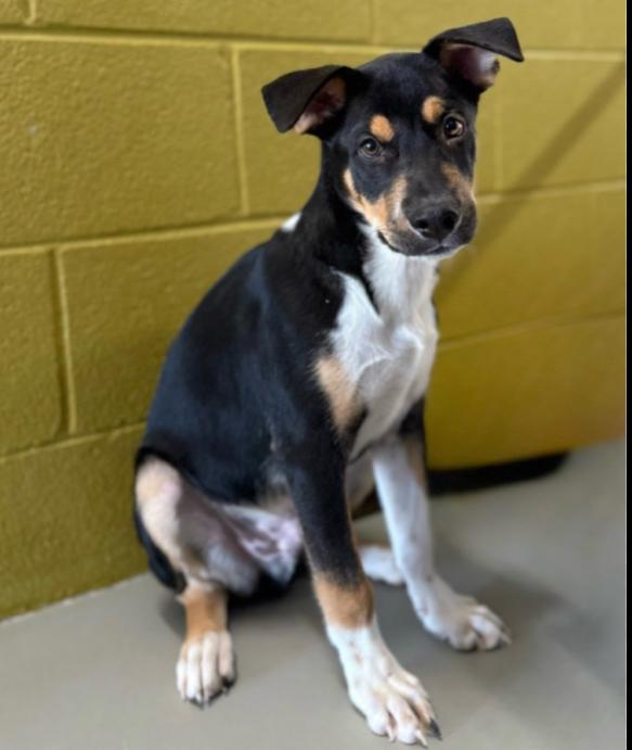 Tiktok, Adoptable, Puppy Male Labrador Retriever.