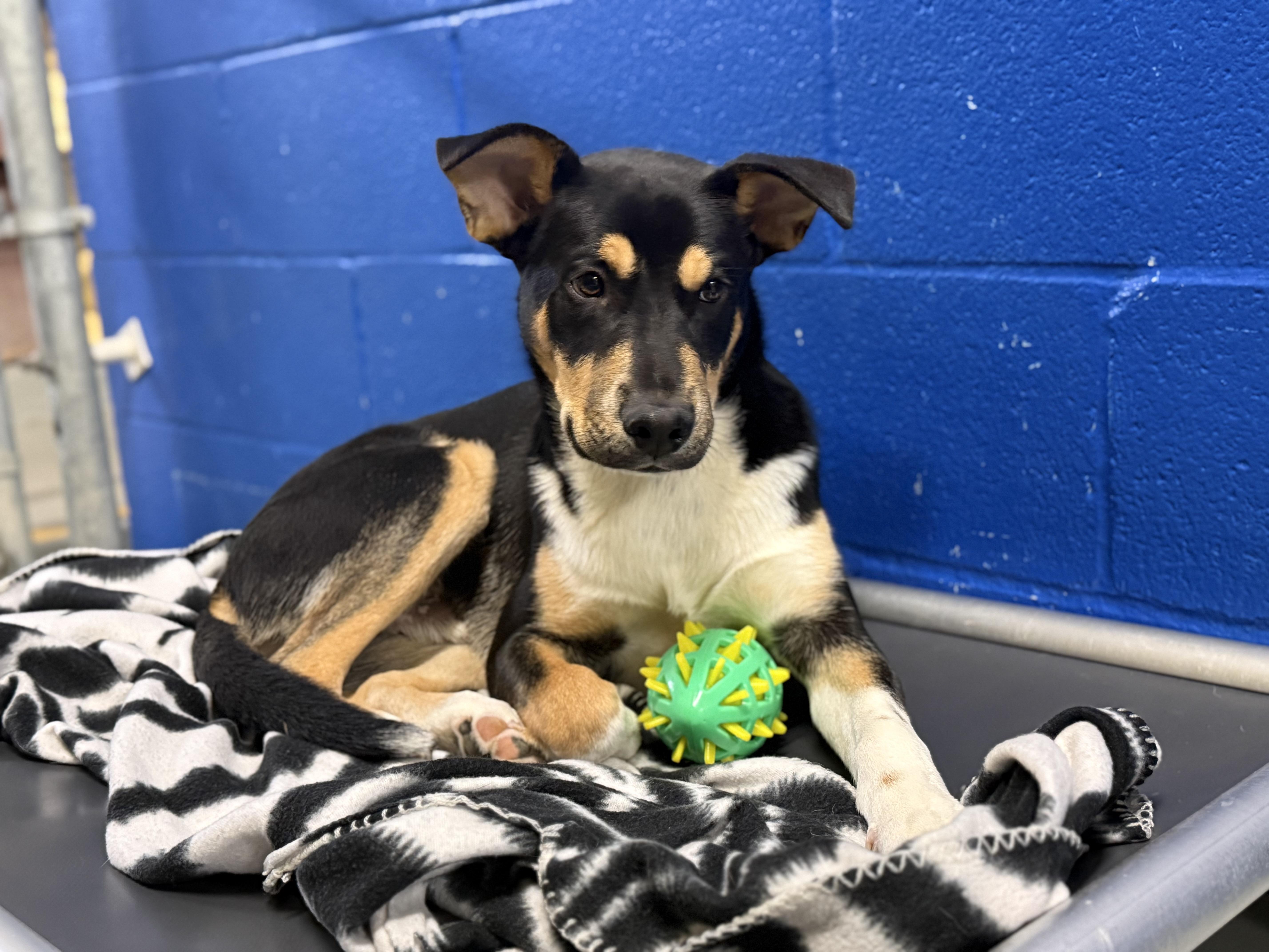 Tiktok, a Adoptable mixed breed in Hughesville, MD image 3/3