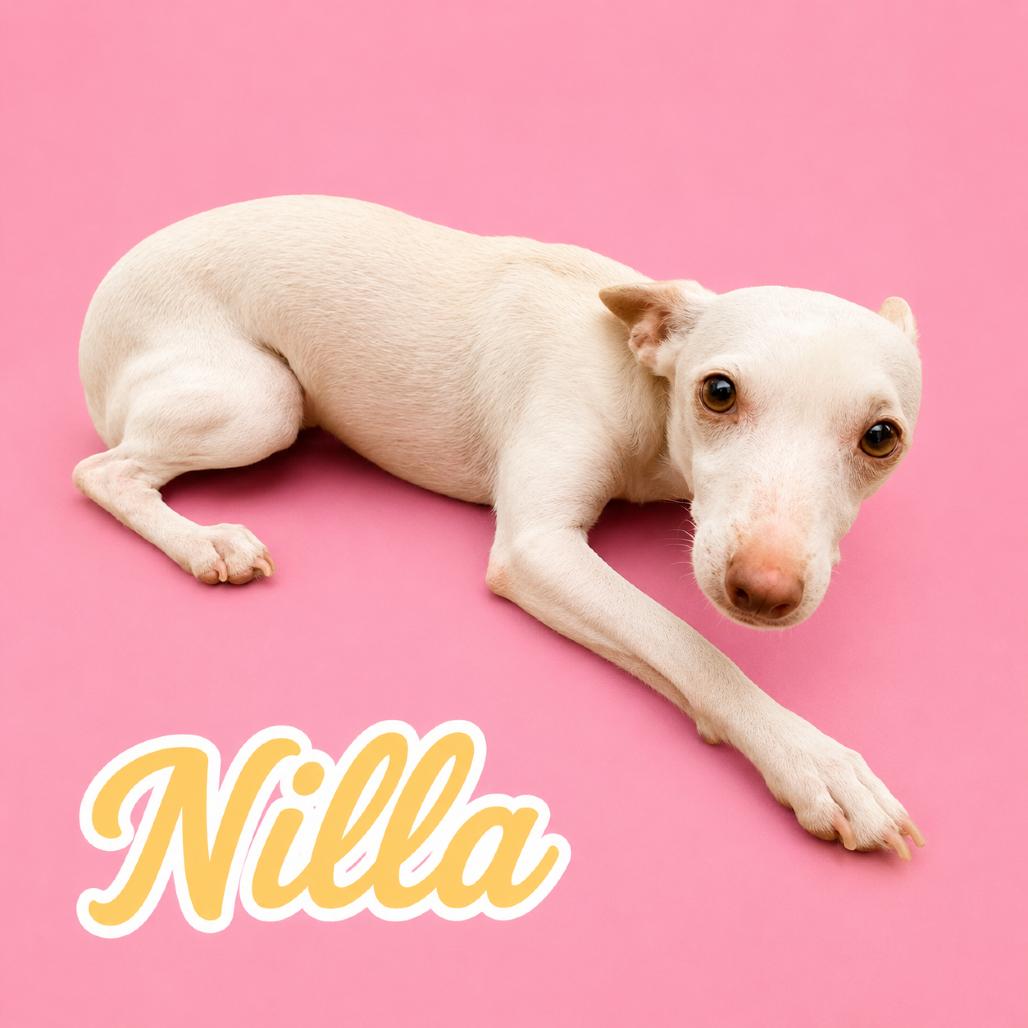 Nilla, Adoptable, Adult Female Chihuahua & Miniature Dachshund.