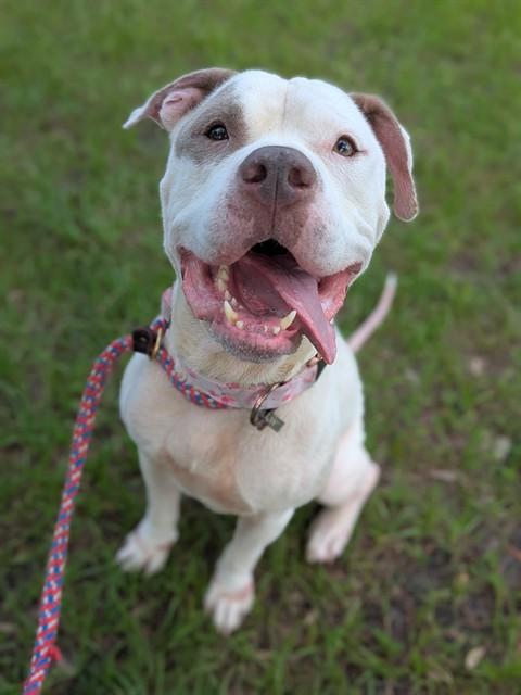 Enlarge LAZY BONES, a Adoptable Mixed Breed in Jacksonville, FL image 1/1