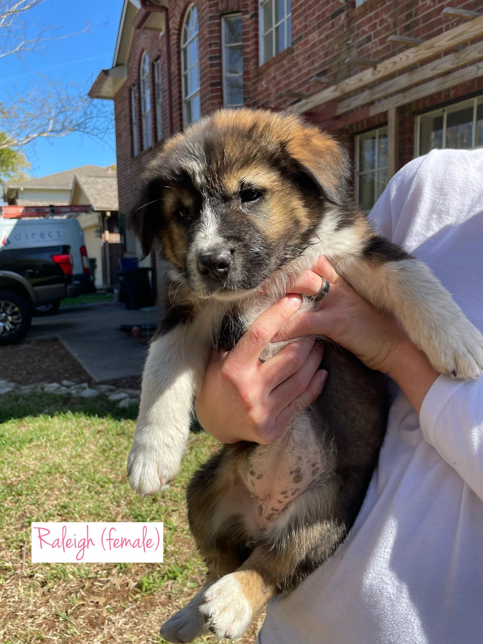 Enlarge Raleigh, an adopted mixed breed in Tallahassee, FL image 1/4