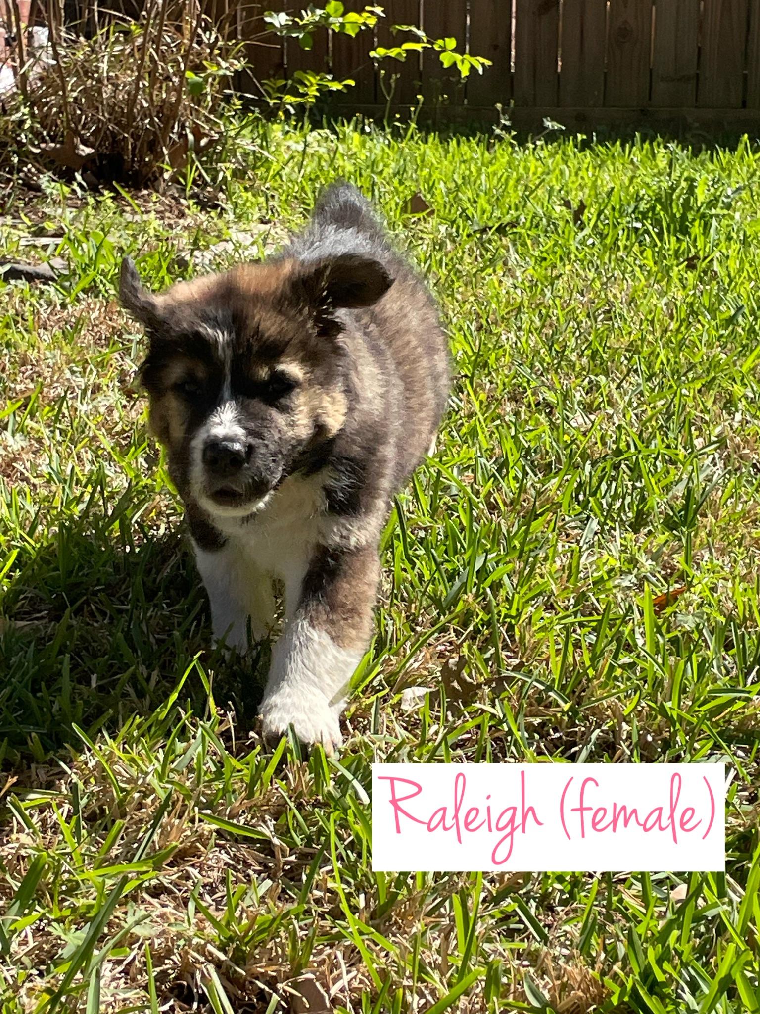 Enlarge Raleigh, an adopted mixed breed in Tallahassee, FL image 4/4