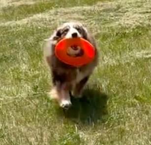 Enlarge Loki, a ADOPTABLE Australian Shepherd in Alexandria, VA image 2/3