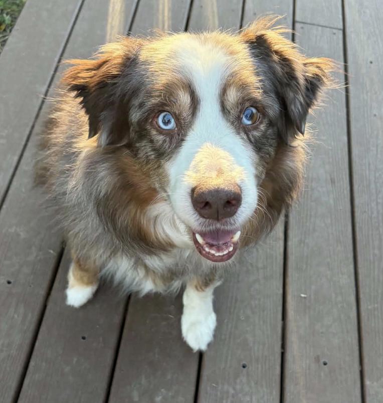 Enlarge Loki, a Adoptable Australian Shepherd in Alexandria, VA image 2/6