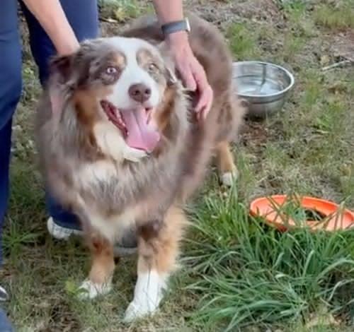 Loki, Adoptable, Adult Male Australian Shepherd.