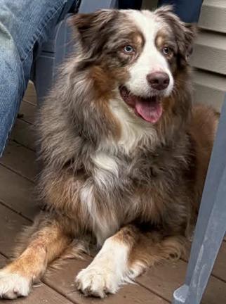Enlarge Loki, a Adoptable Australian Shepherd in Alexandria, VA image 1/6