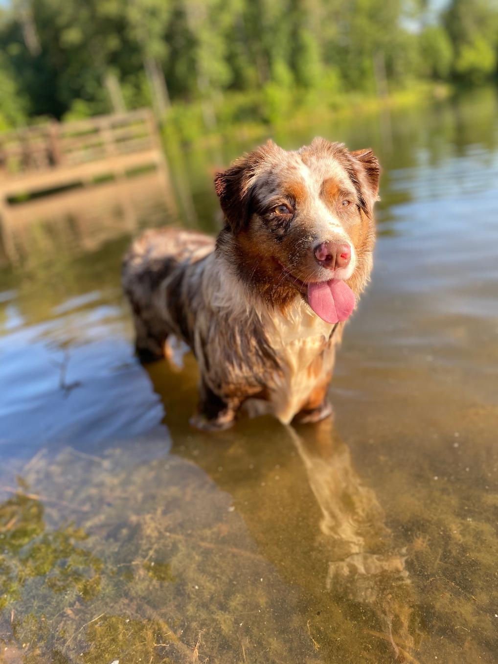 Enlarge Loki, a Adoptable Australian Shepherd in Alexandria, VA image 3/6