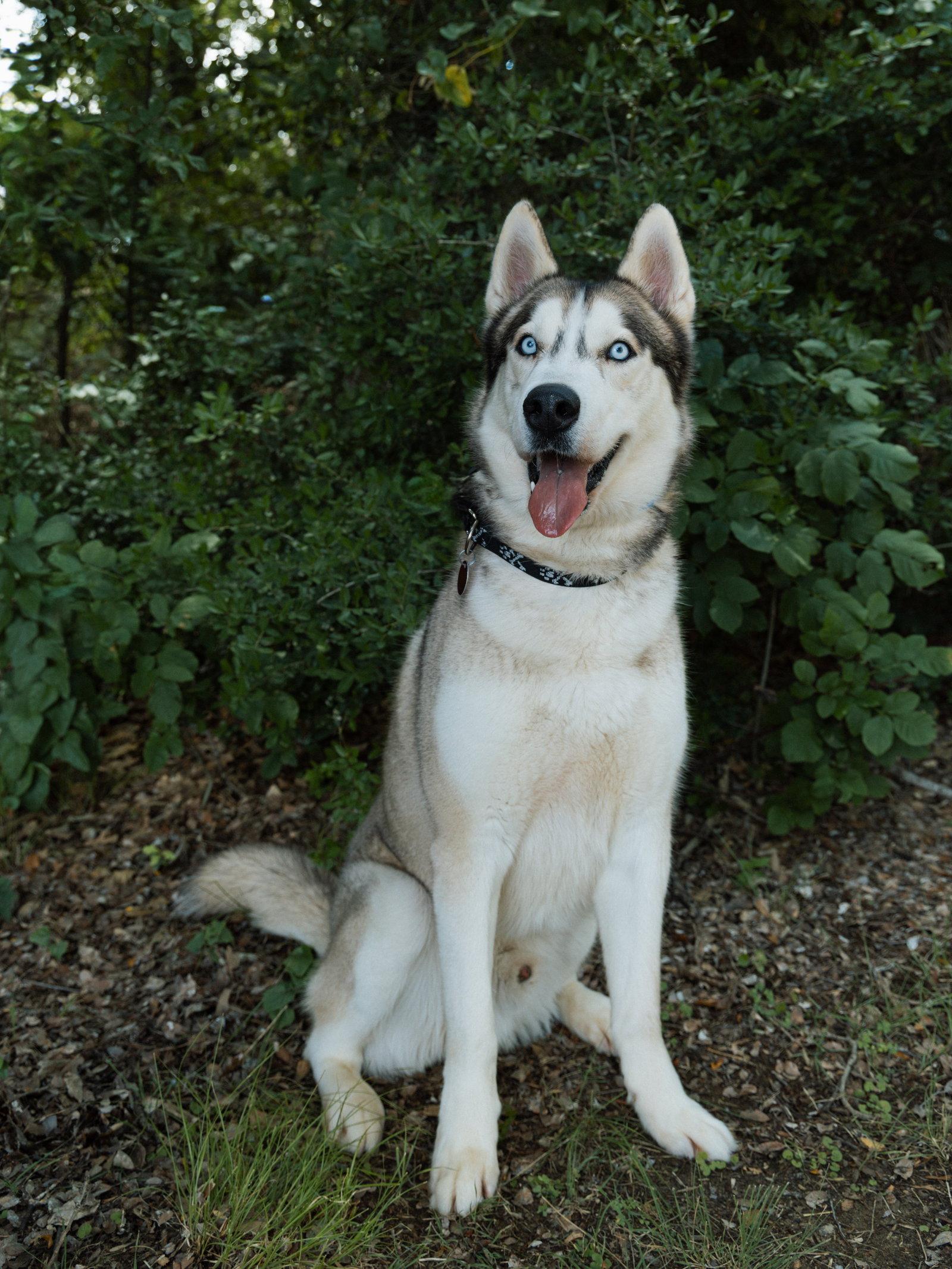 Enlarge Moonshine *Foster Needed*, a Adoptable Siberian Husky in Carrollton, TX image 1/3