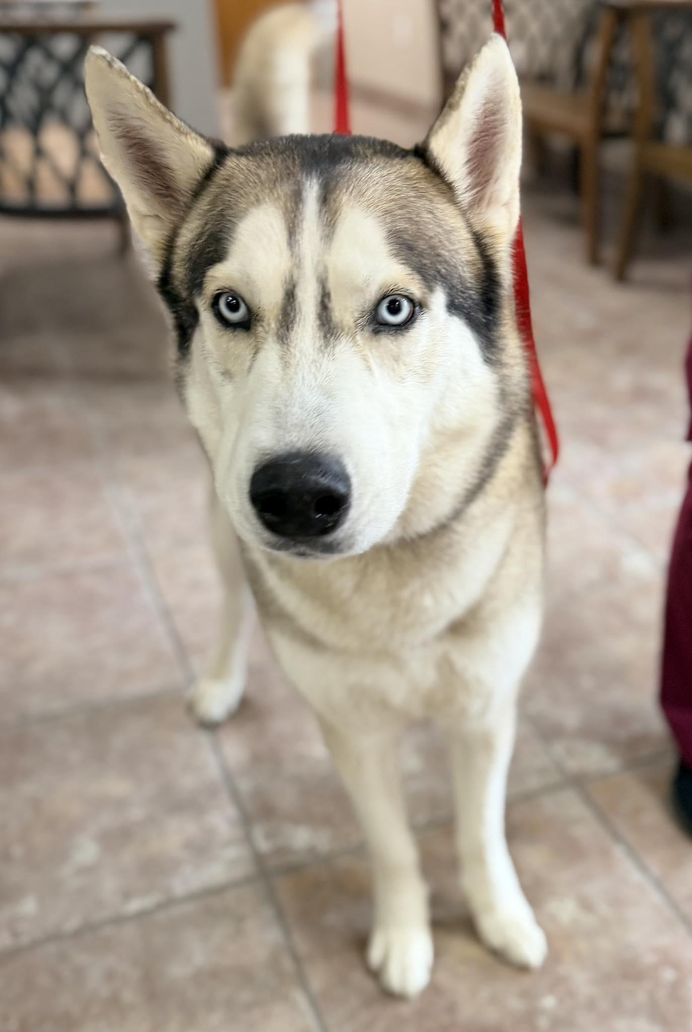Enlarge Moonshine *Foster Needed*, a Adoptable Siberian Husky in Carrollton, TX image 1/1