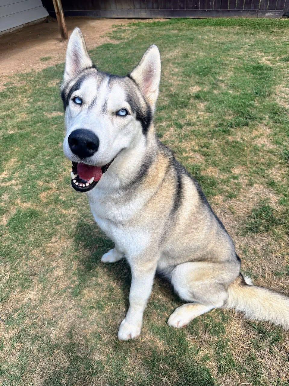 Enlarge Moonshine *Foster Needed*, a Adoptable Siberian Husky in Carrollton, TX image 1/1
