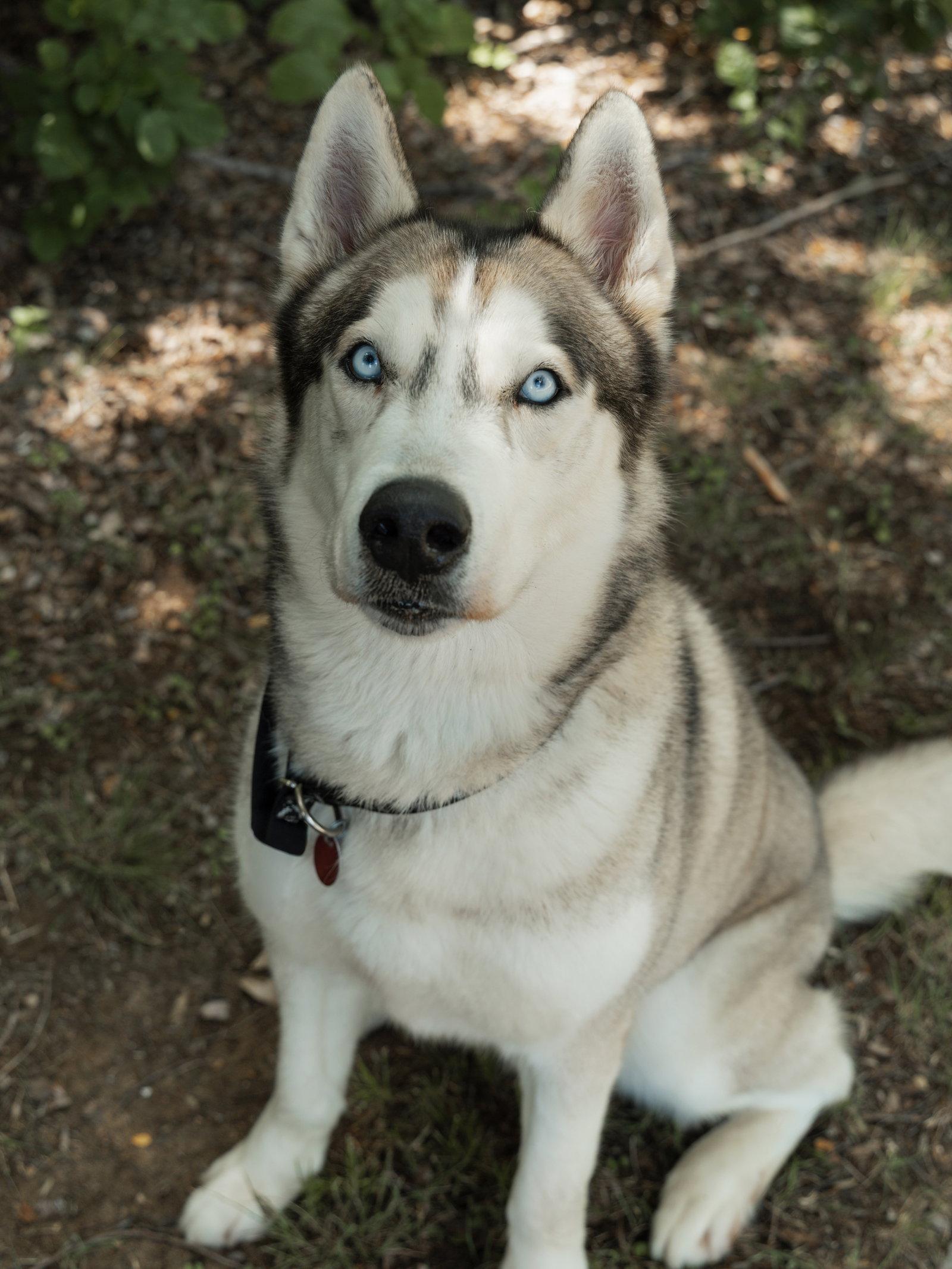 Enlarge Moonshine *Foster Needed*, a Adoptable Siberian Husky in Carrollton, TX image 3/3