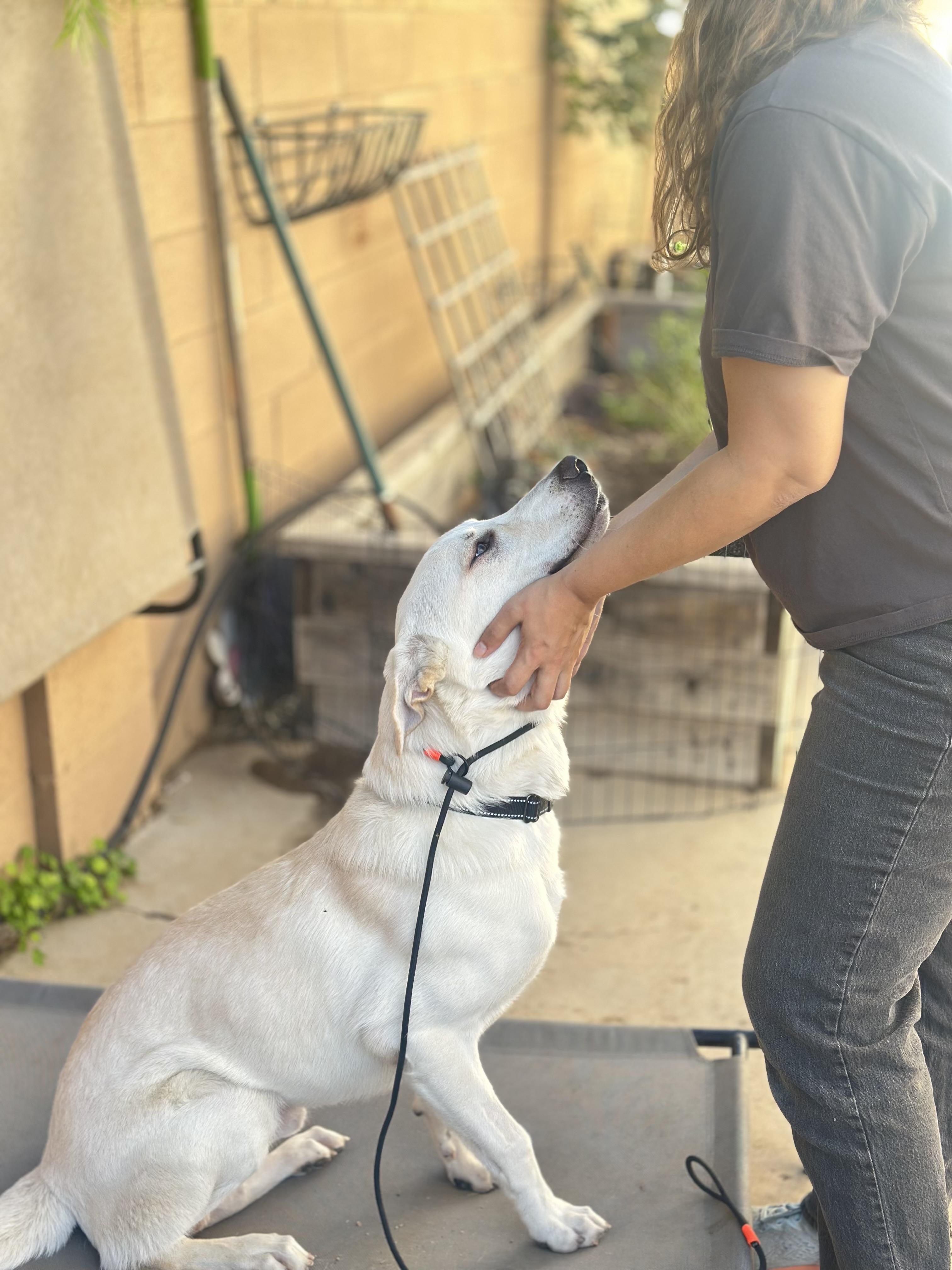 Bialy, a Adoptable mixed breed in Encino, CA image 5/5
