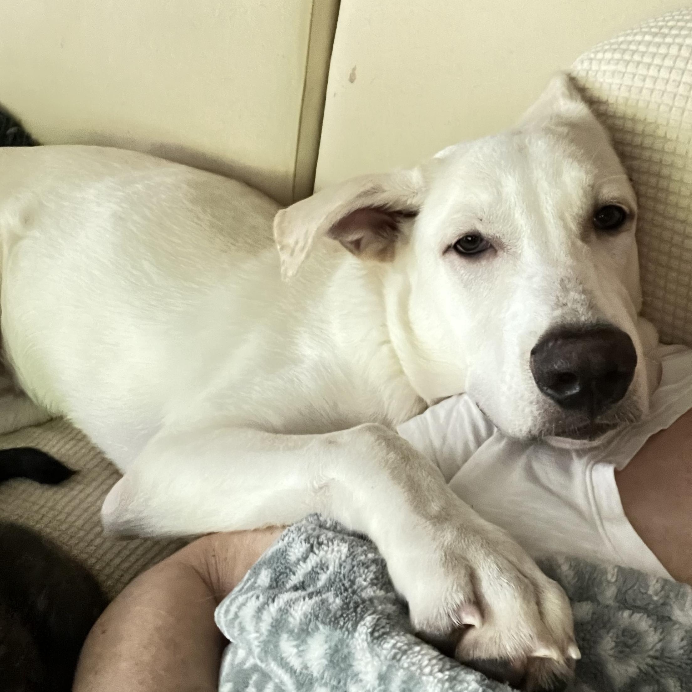 Bialy, a Adoptable mixed breed in Encino, CA image 4/5