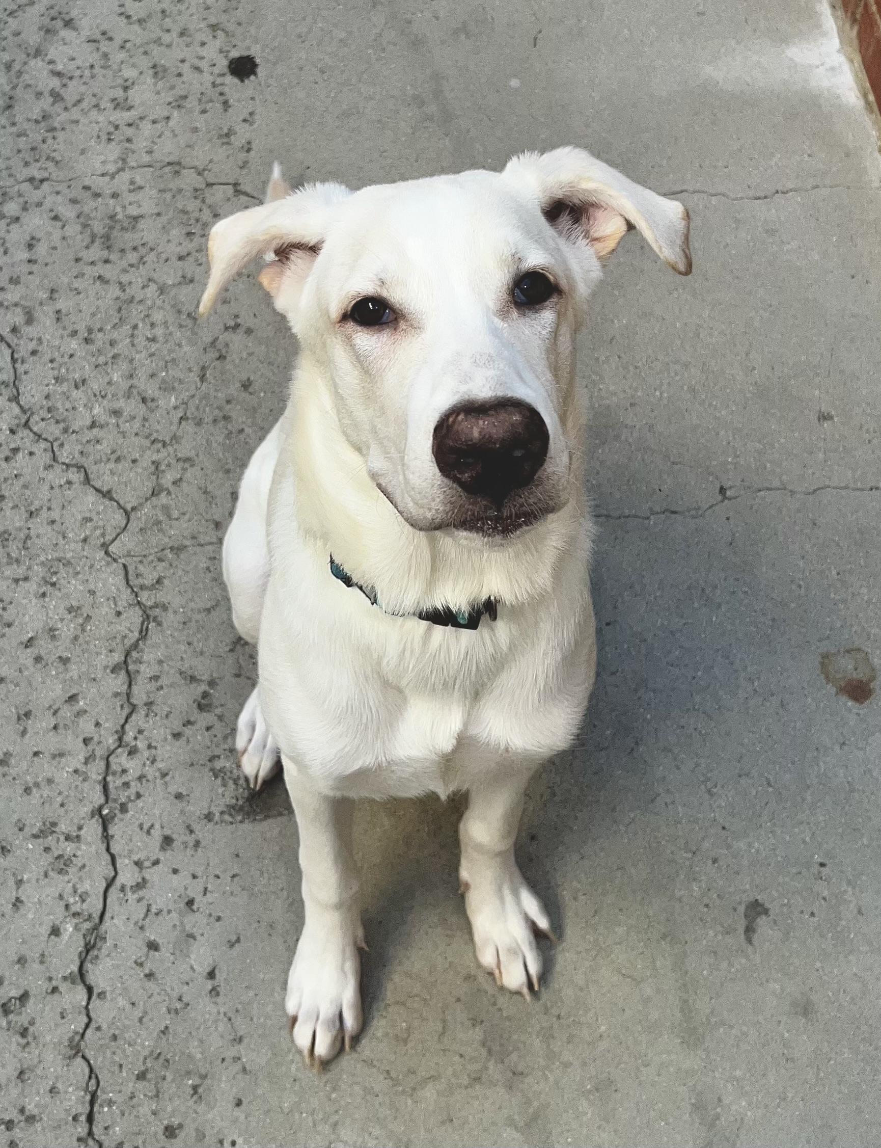 Bialy, a Adoptable mixed breed in Encino, CA image 2/5