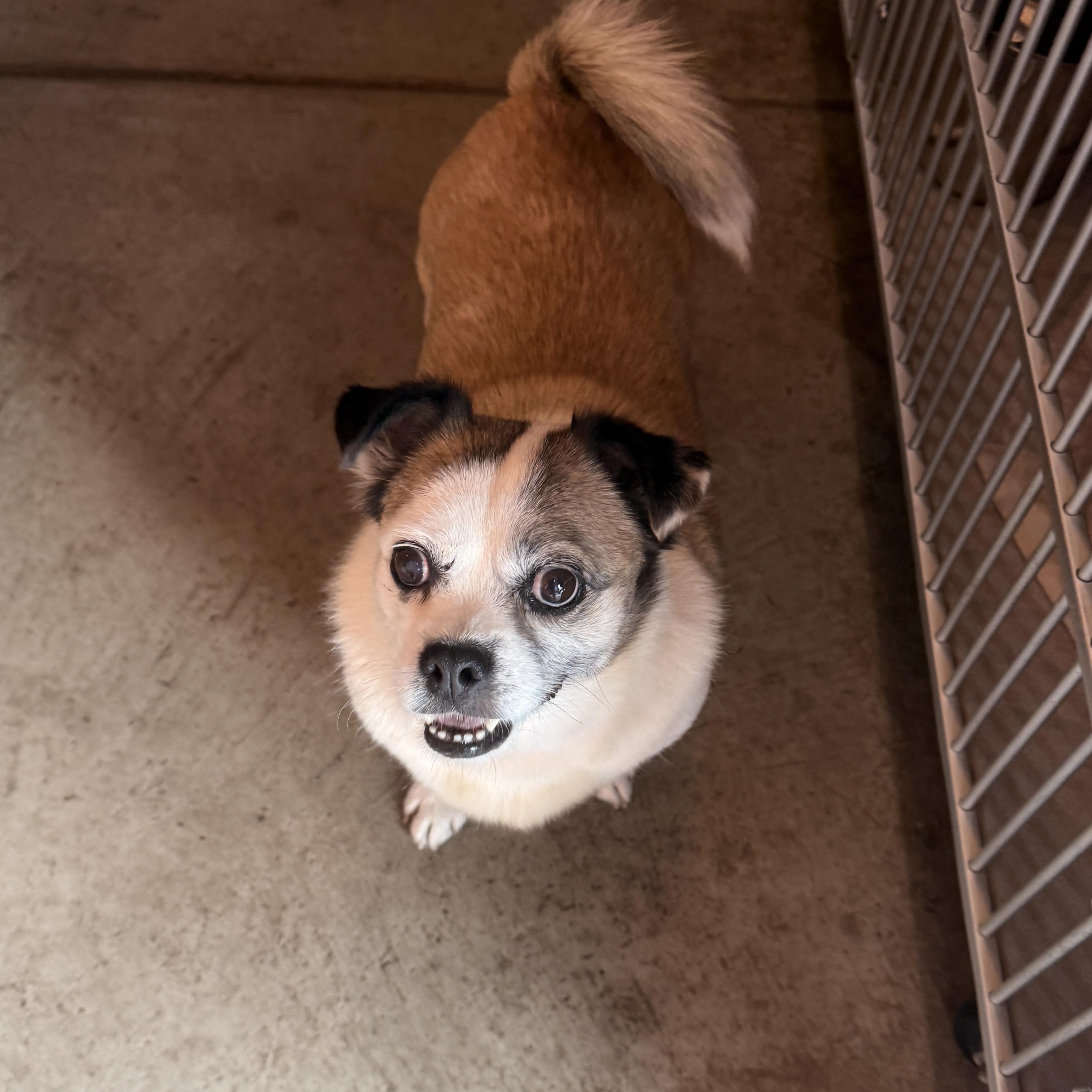 Tiny, adopted, Adult Female Terrier & Pekingese.