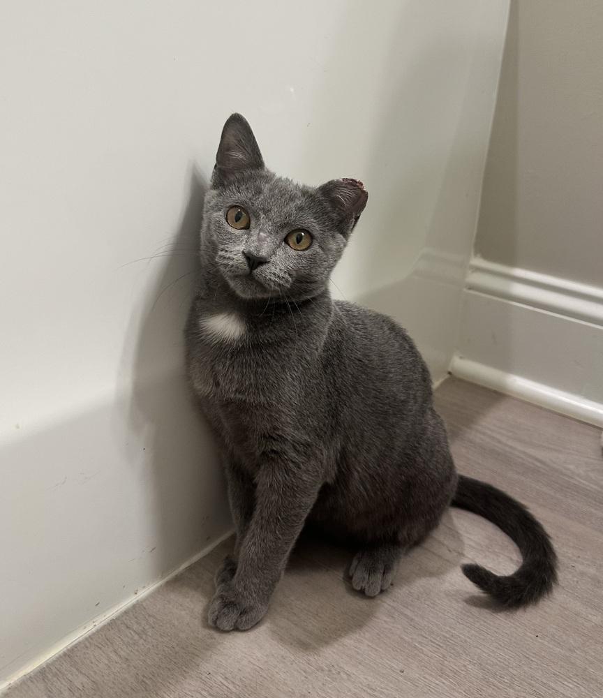 Enlarge AMBER, a Adoptable Domestic Short Hair in Burlington, NC image 1/2