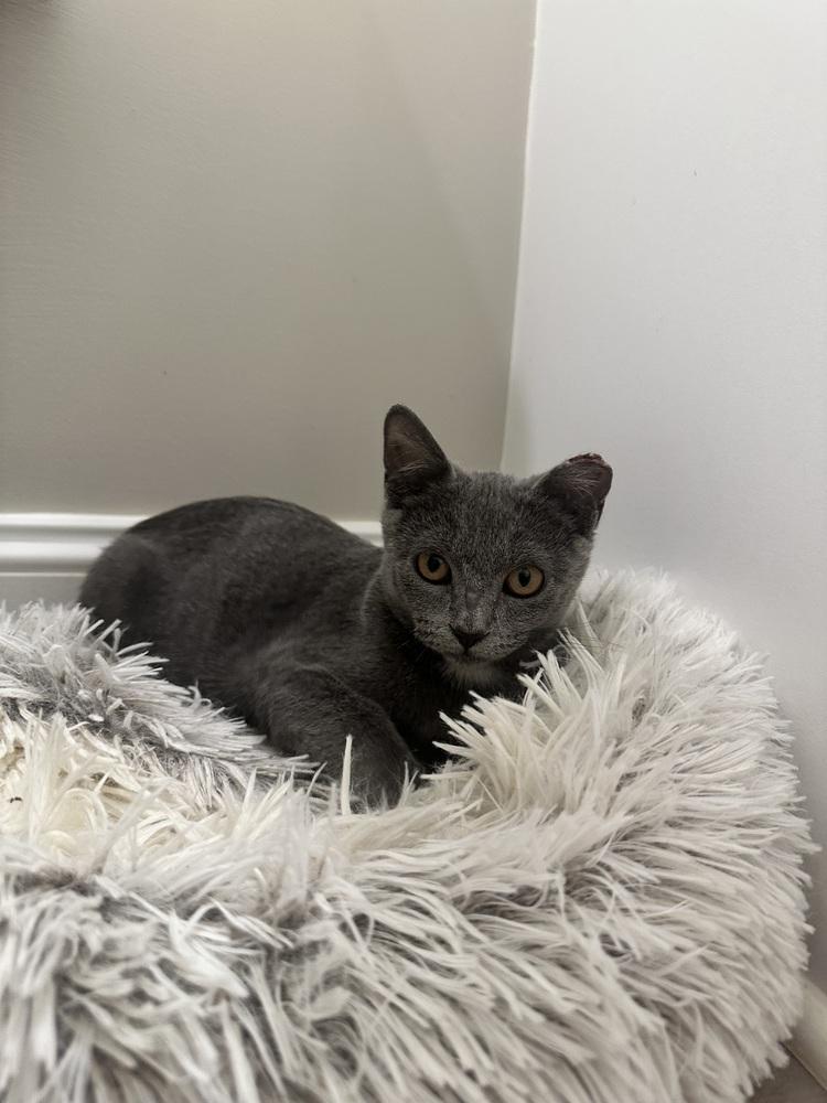 Enlarge AMBER, a Adoptable Domestic Short Hair in Burlington, NC image 2/2