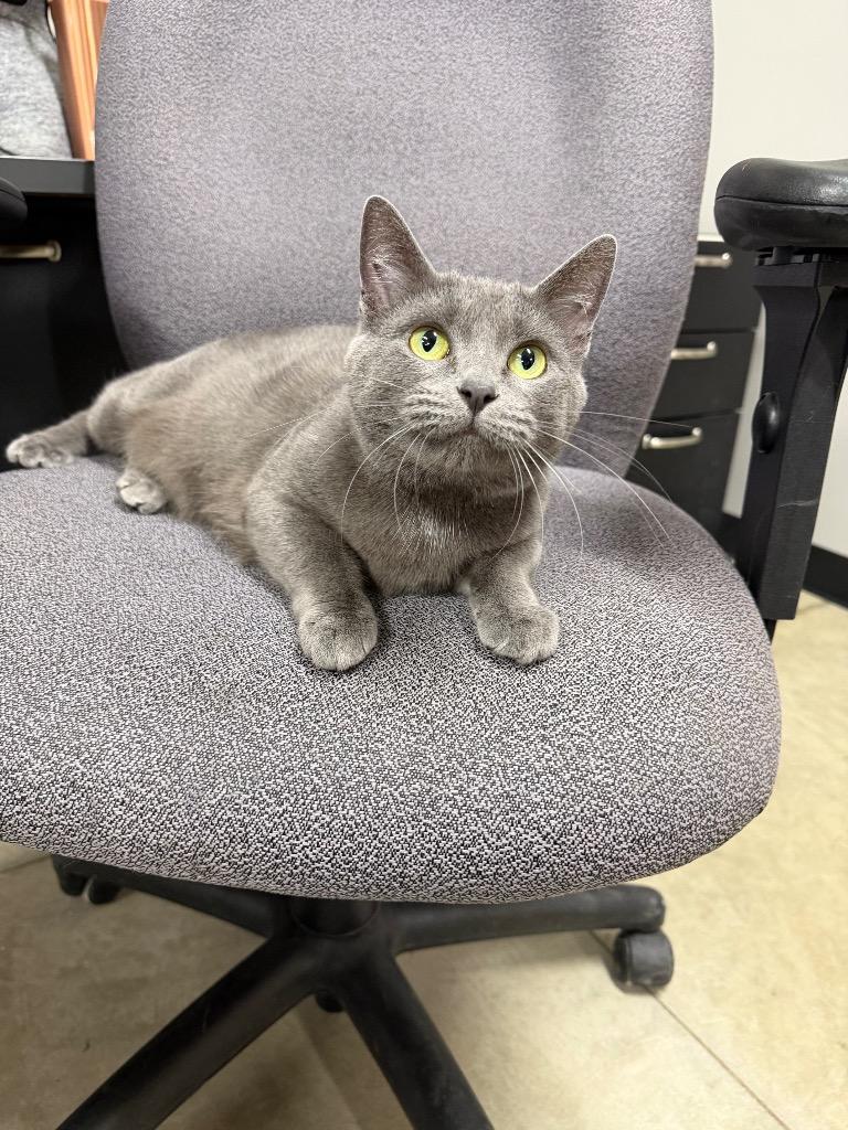 Whiskers, Adoptable, Young Female Domestic Short Hair.