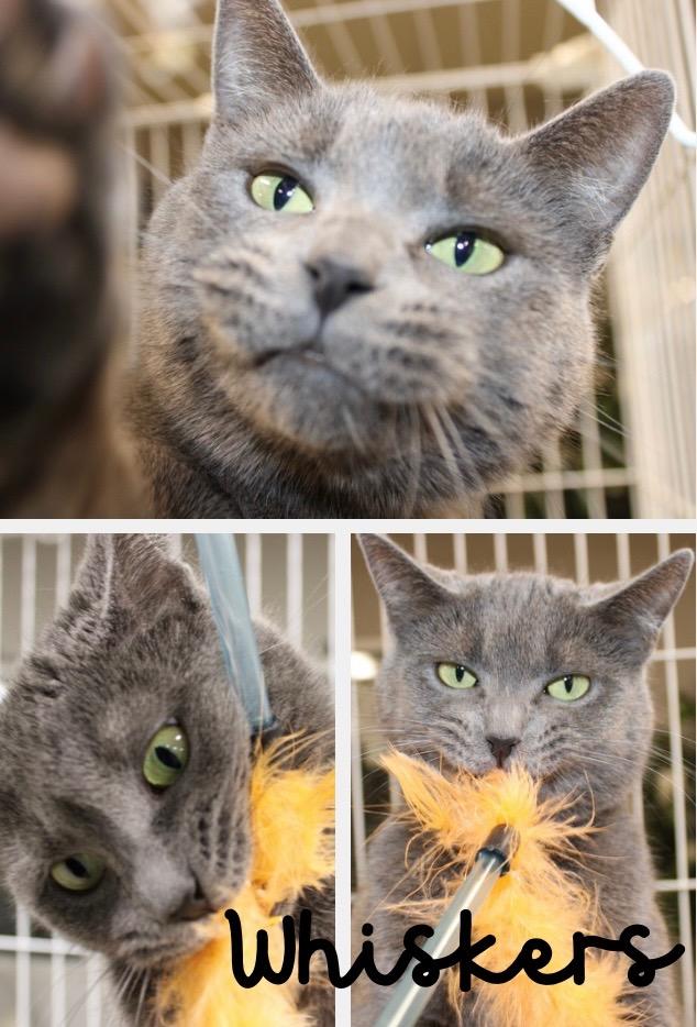 Enlarge Whiskers, a Adoptable mixed breed in Pierceton, IN image 2/6
