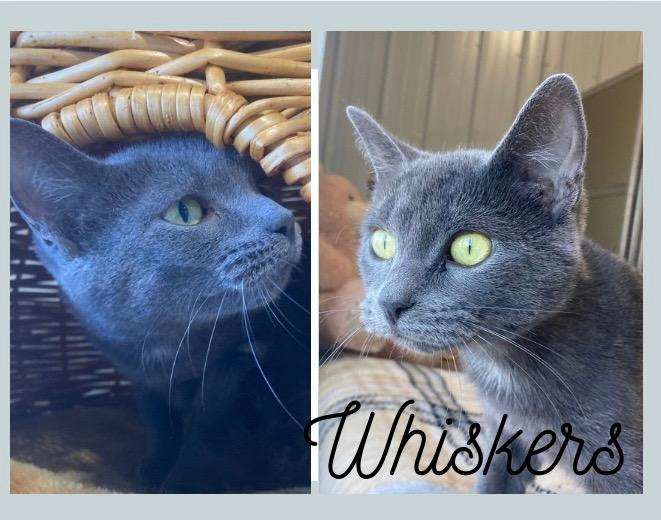 Whiskers, Adoptable, Young Female Domestic Short Hair.