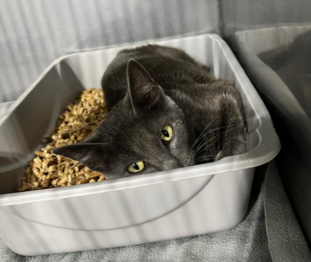 Enlarge Whiskers, a Adoptable mixed breed in Pierceton, IN image 2/2