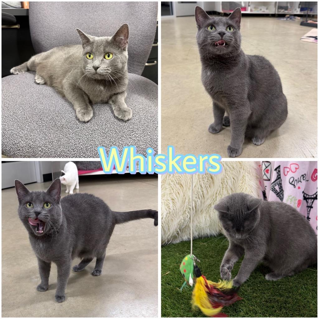 Enlarge Whiskers, a Adoptable mixed breed in Pierceton, IN image 5/6