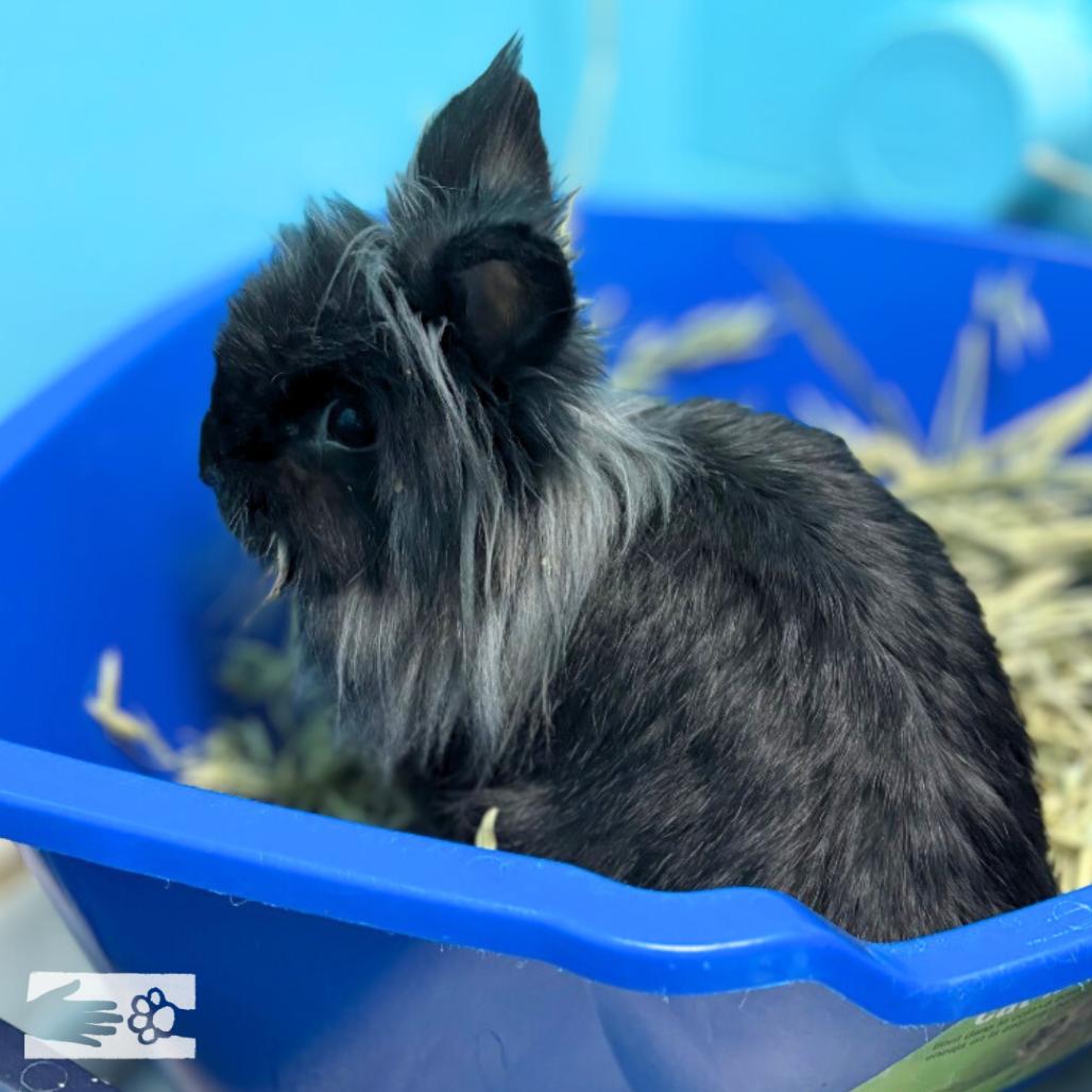 Bunjamin Franklin - Available from Foster, Adoptable, Adult Male Lionhead.