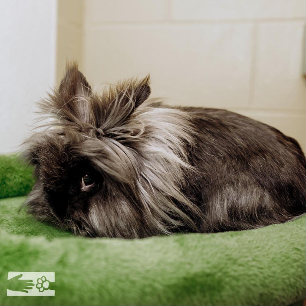 Bunjamin Franklin - Available from Foster, a Adoptable Lionhead in South Burlington, VT image 2/6