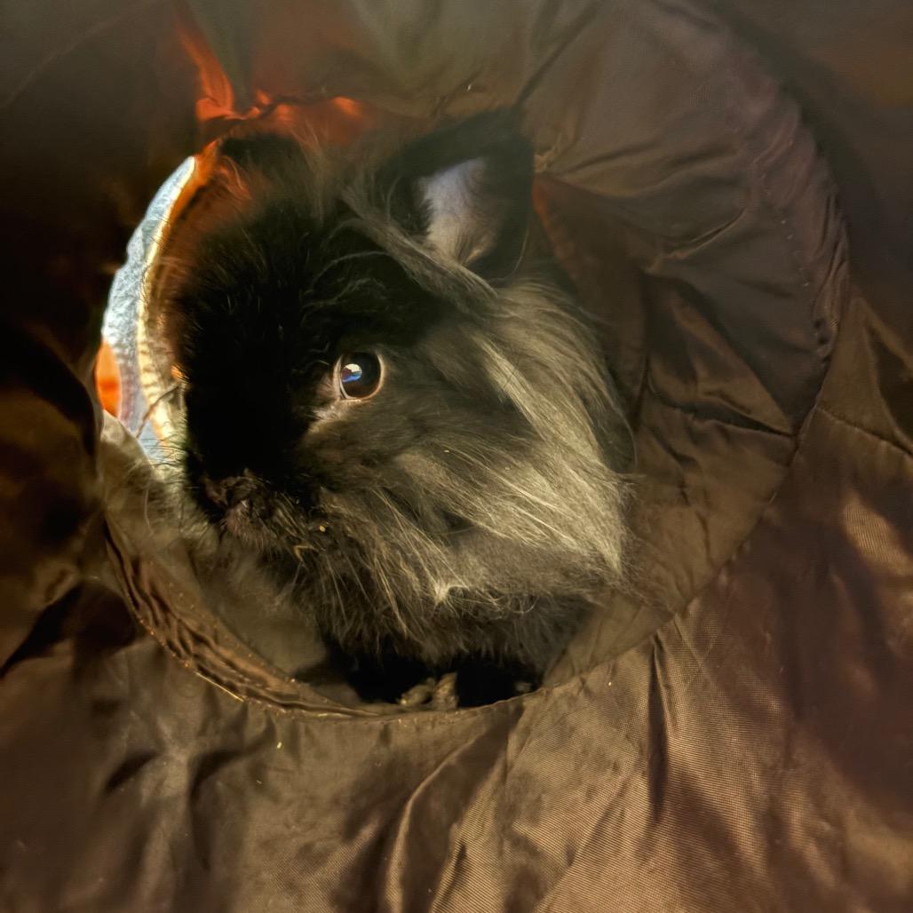 Bunjamin Franklin - Available from Foster, a Adoptable Lionhead in South Burlington, VT image 3/6