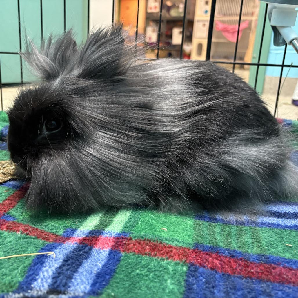 Bunjamin Franklin - Available from Foster, a Adoptable Lionhead in South Burlington, VT image 4/6