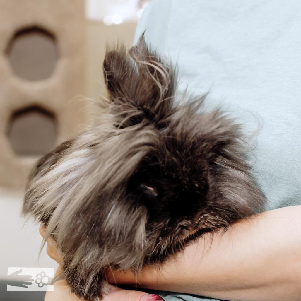 Bunjamin Franklin - Available from Foster, a Adoptable Lionhead in South Burlington, VT image 5/6