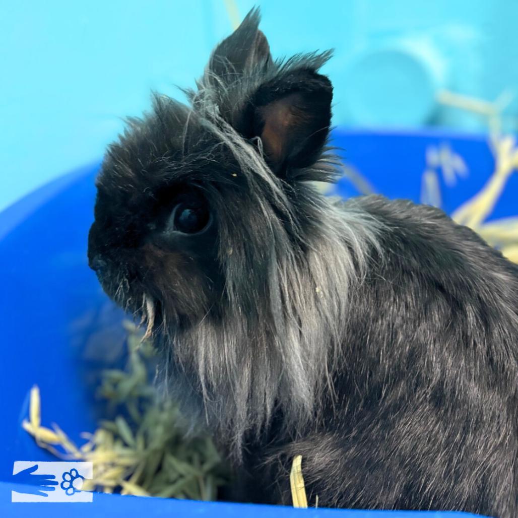 Bunjamin Franklin - Available from Foster, a Adoptable Lionhead in South Burlington, VT image 6/6