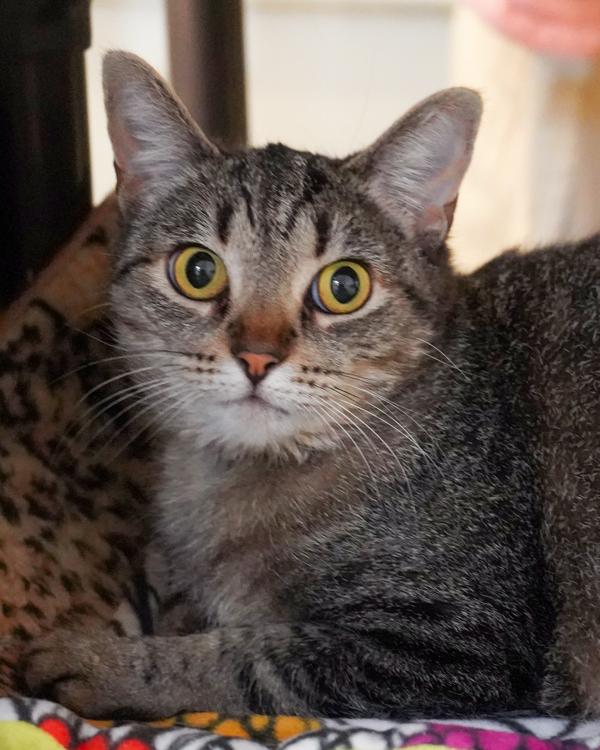 Enlarge Sunshine, a Adoptable mixed breed in Novato, CA image 2/2