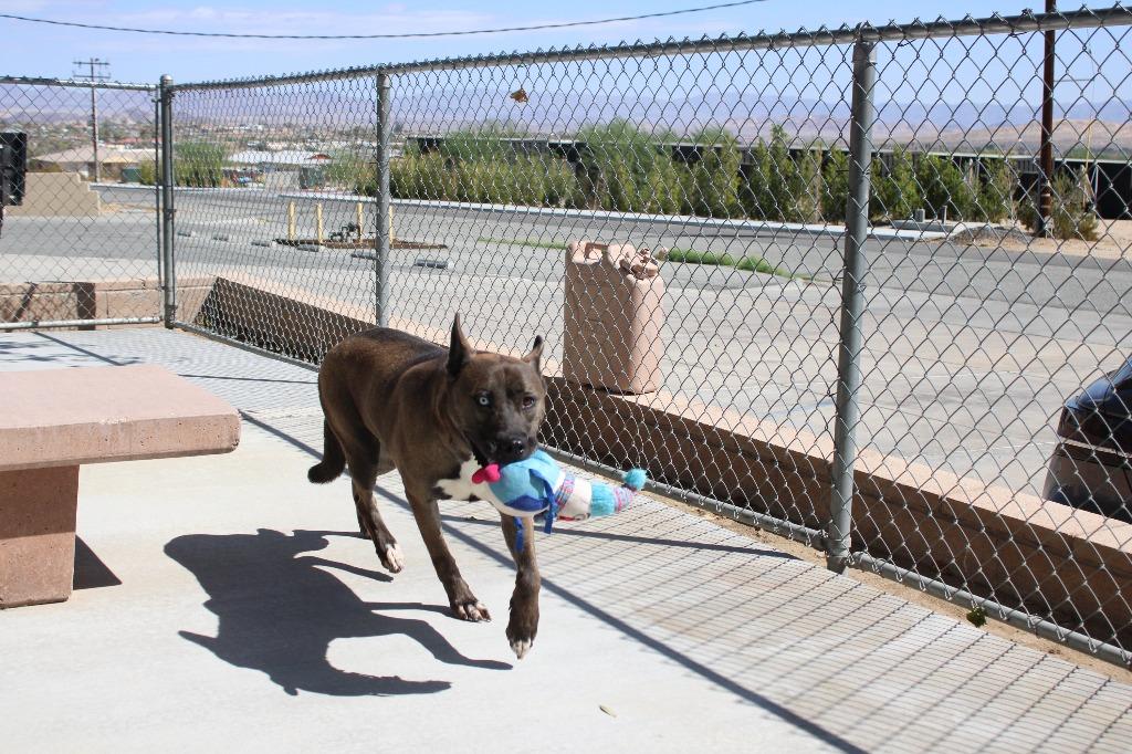Iris, Adoptable, Adult Female Shepherd.