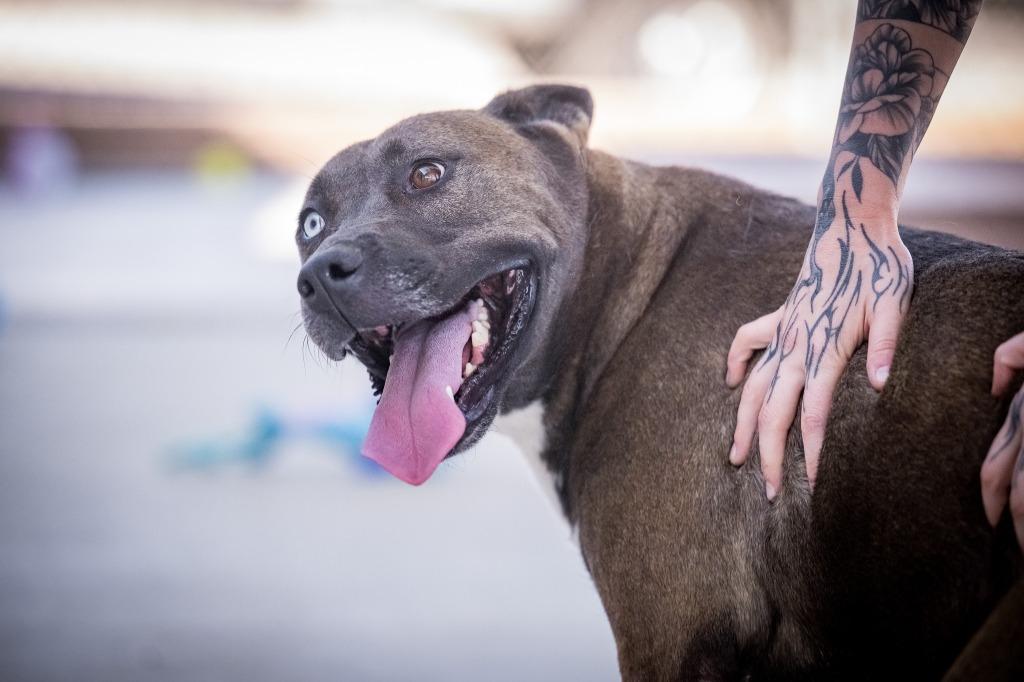 Enlarge Iris, a Adoptable mixed breed in Twentynine Palms, CA image 2/6