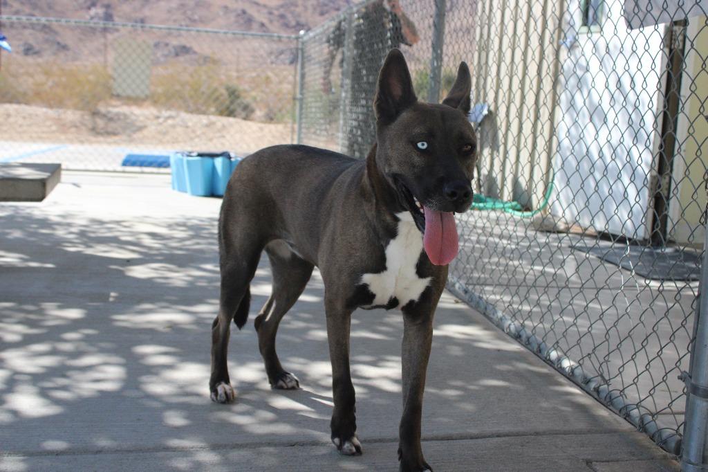 Enlarge Iris, a Adoptable mixed breed in Twentynine Palms, CA image 3/6