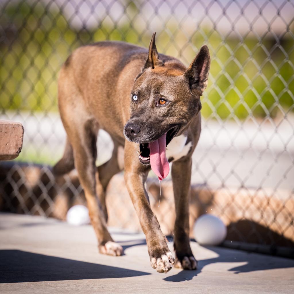 Enlarge Iris, a Adoptable mixed breed in Twentynine Palms, CA image 4/6