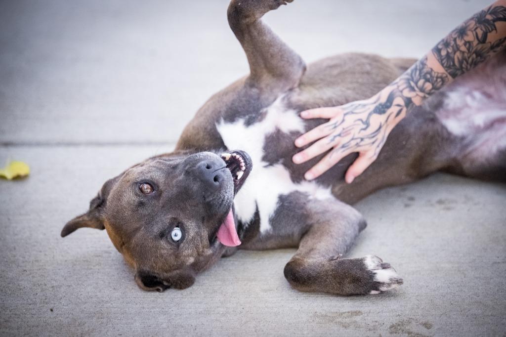 Enlarge Iris, a Adoptable mixed breed in Twentynine Palms, CA image 5/6