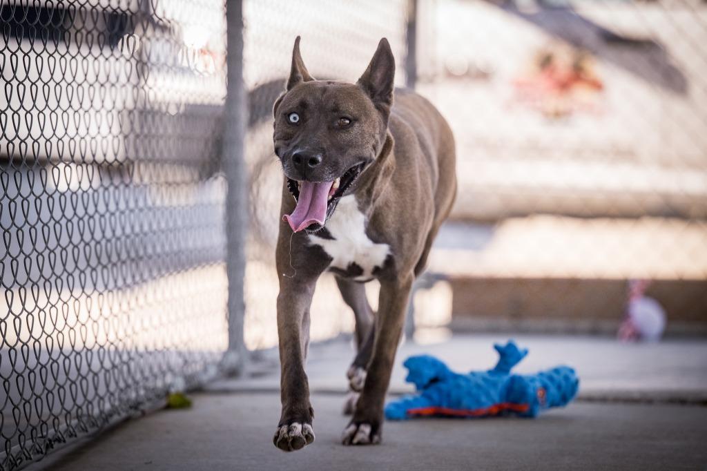 Enlarge Iris, a Adoptable mixed breed in Twentynine Palms, CA image 6/6