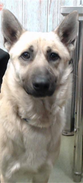 River, Adoptable, Adult Female German Shepherd Dog.