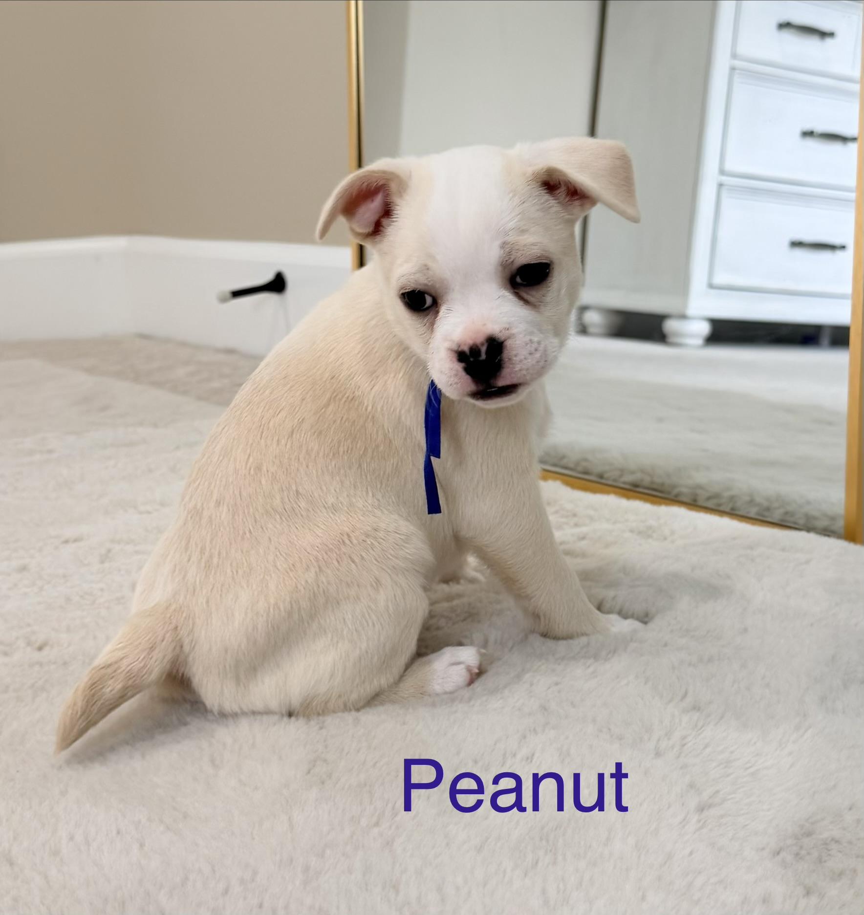 Enlarge Peanut , an adopted mixed breed in Bonney Lake, WA image 3/6