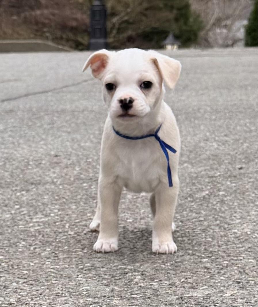 Peanut , adopted, Puppy Male French Bulldog & Chihuahua.