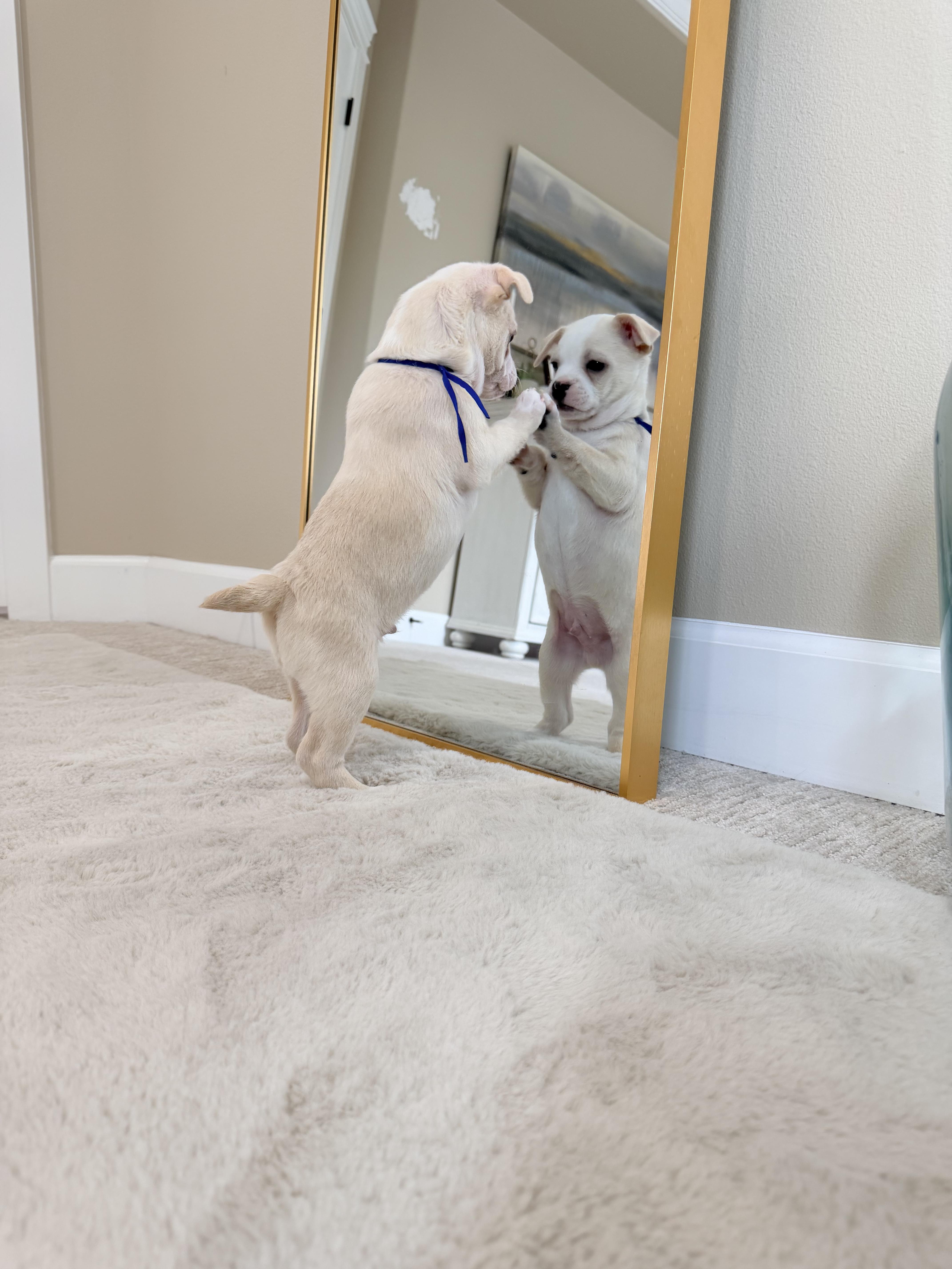 Enlarge Peanut , an adopted mixed breed in Bonney Lake, WA image 5/6