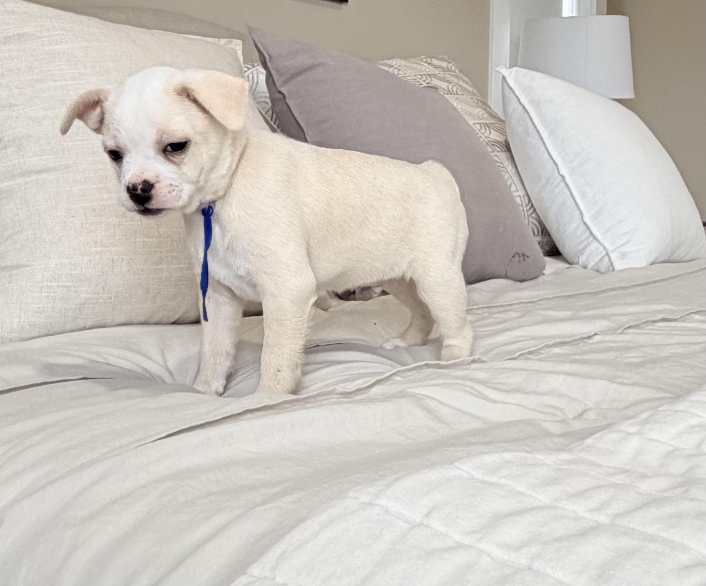 Enlarge Peanut , an adopted mixed breed in Bonney Lake, WA image 4/6