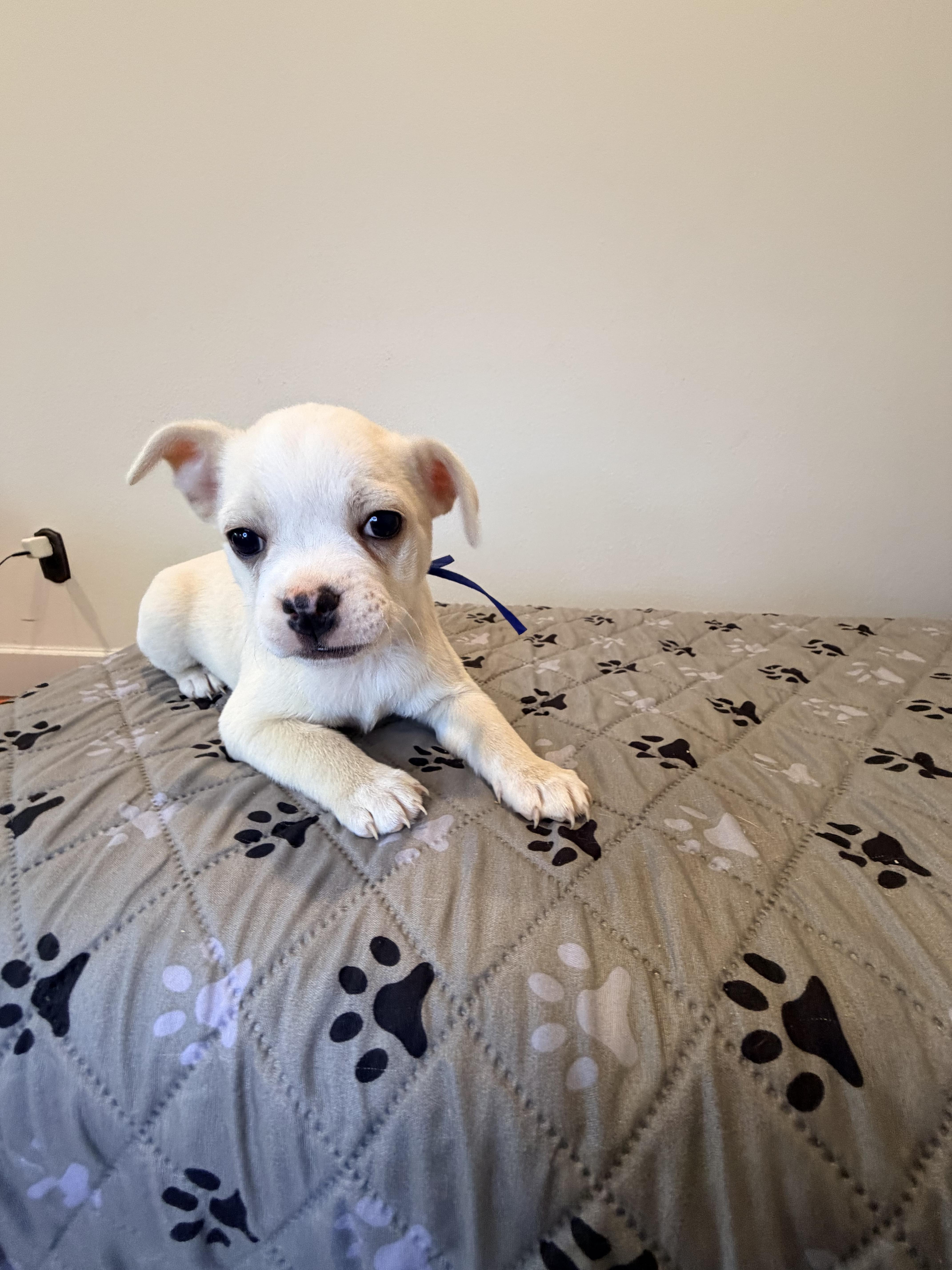 Enlarge Peanut , an adopted mixed breed in Bonney Lake, WA image 6/6